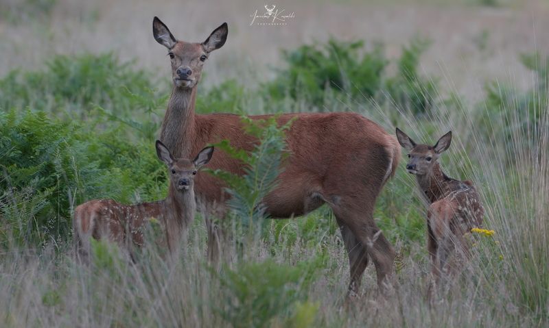 Happy momphoto preview