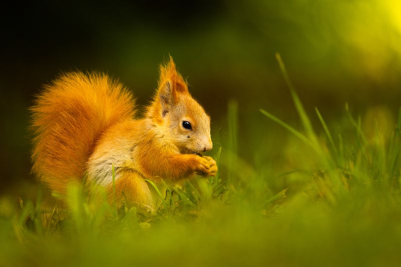 Squirrelphoto preview