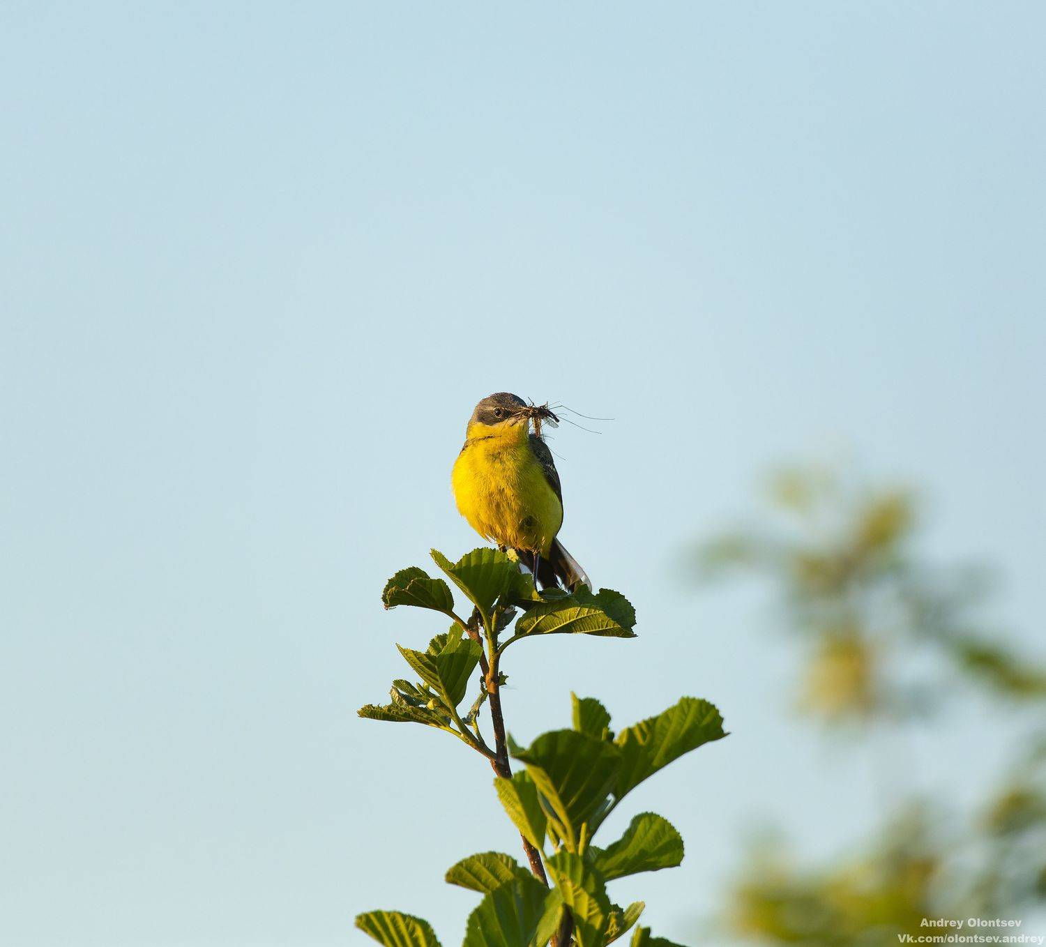 солнце, россия, рассвет, природа, подмосковье, погода, пейзажи, пейзаж, отражение, наукоград, красота, дубна, вода, весна, weather, water, spring, russia, reflection, naukograd, nature, moscow, landscape, dawn, canon, dubna, beauty, Олонцев Андрей