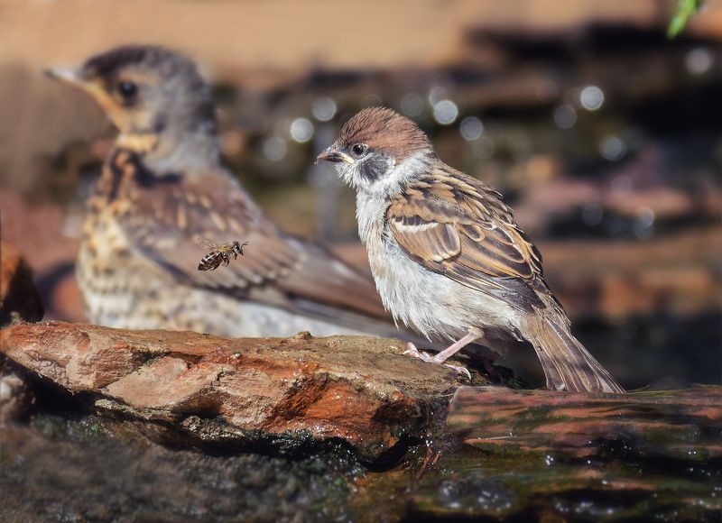 птица, воробушек, желторотик, непознанное, желторотик учится жить..photo preview
