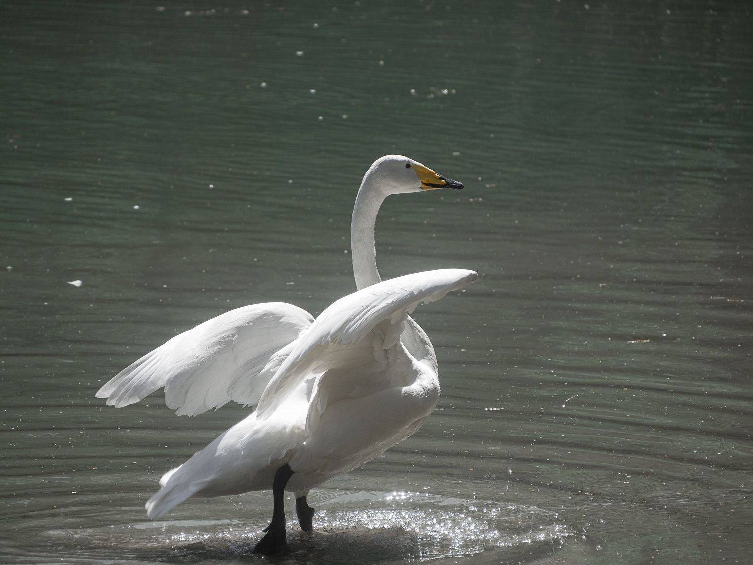 ...летать охота.... Автор: Алексей Школдин , Алексей Школдин