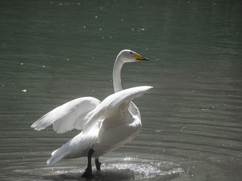 ...летать охота...photo preview