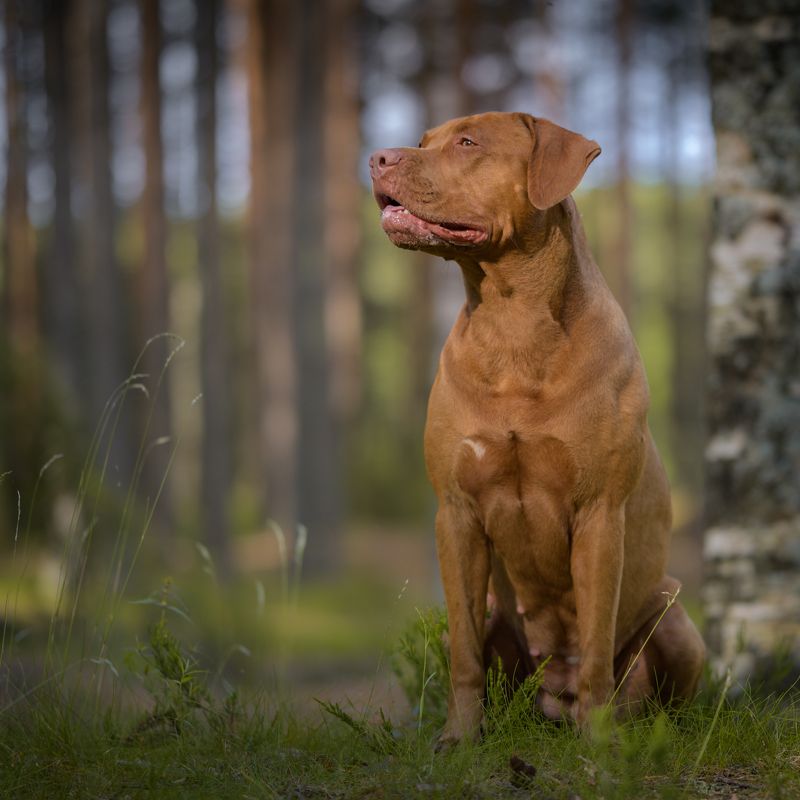 юта, питбуль, питбультерьер, собаки, Ютаphoto preview