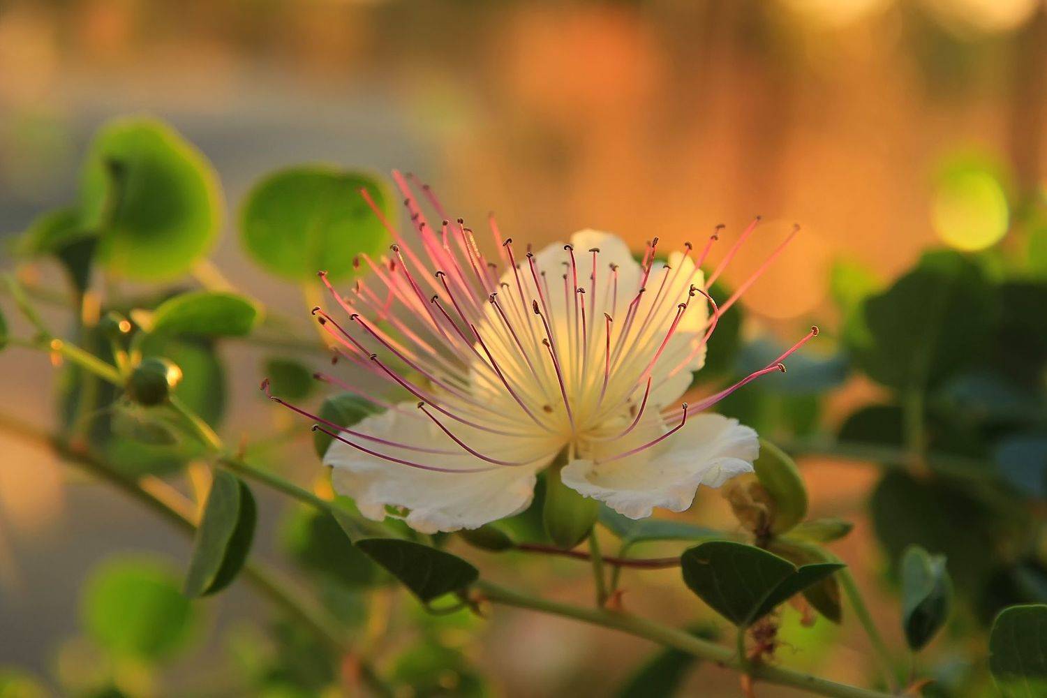 Хитрый каперс. Автор: Лайко Марина , Лайко Марина