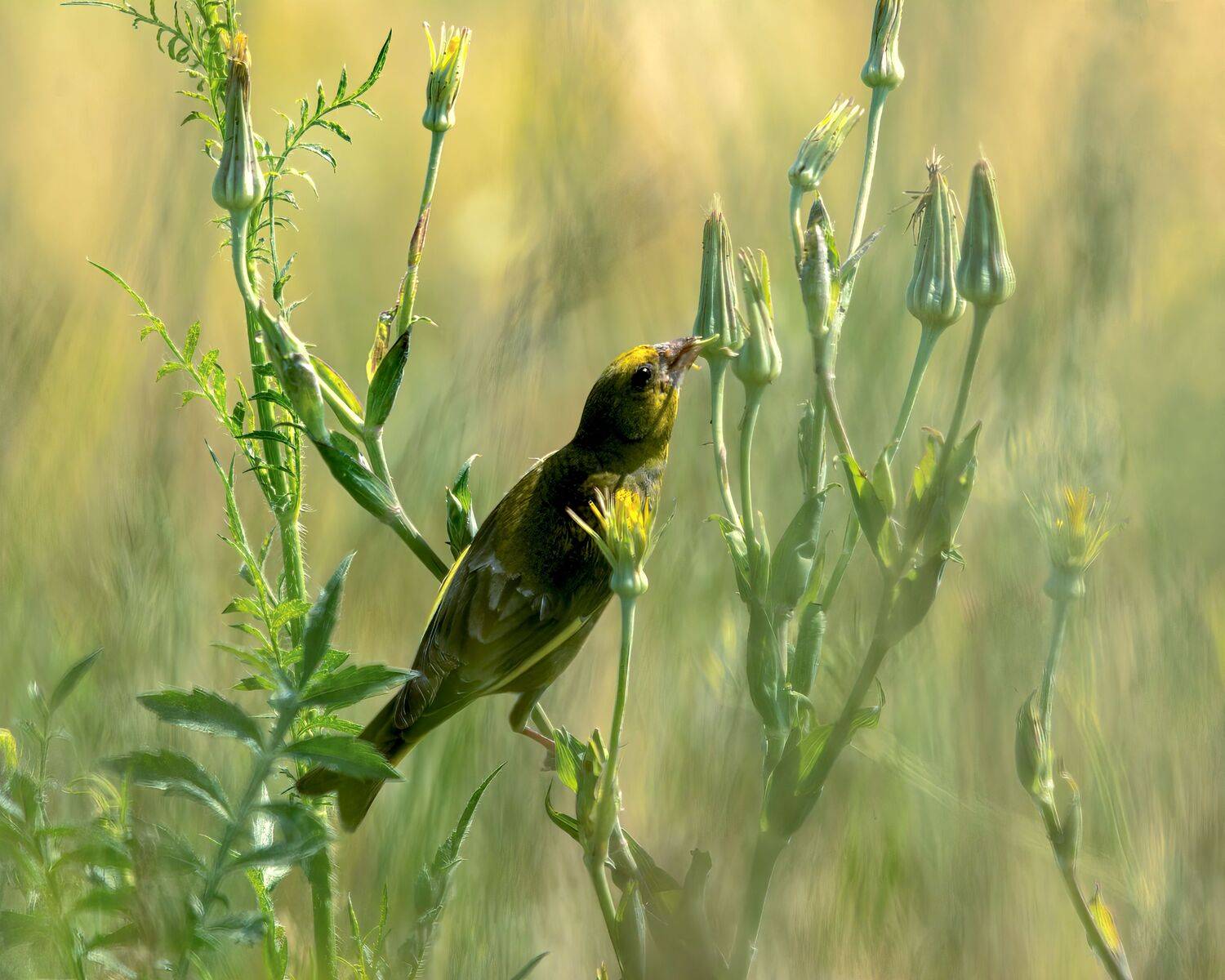 Зеленушка с зелёного луга. Автор: Алексей Рыльский , Алексей Рыльский