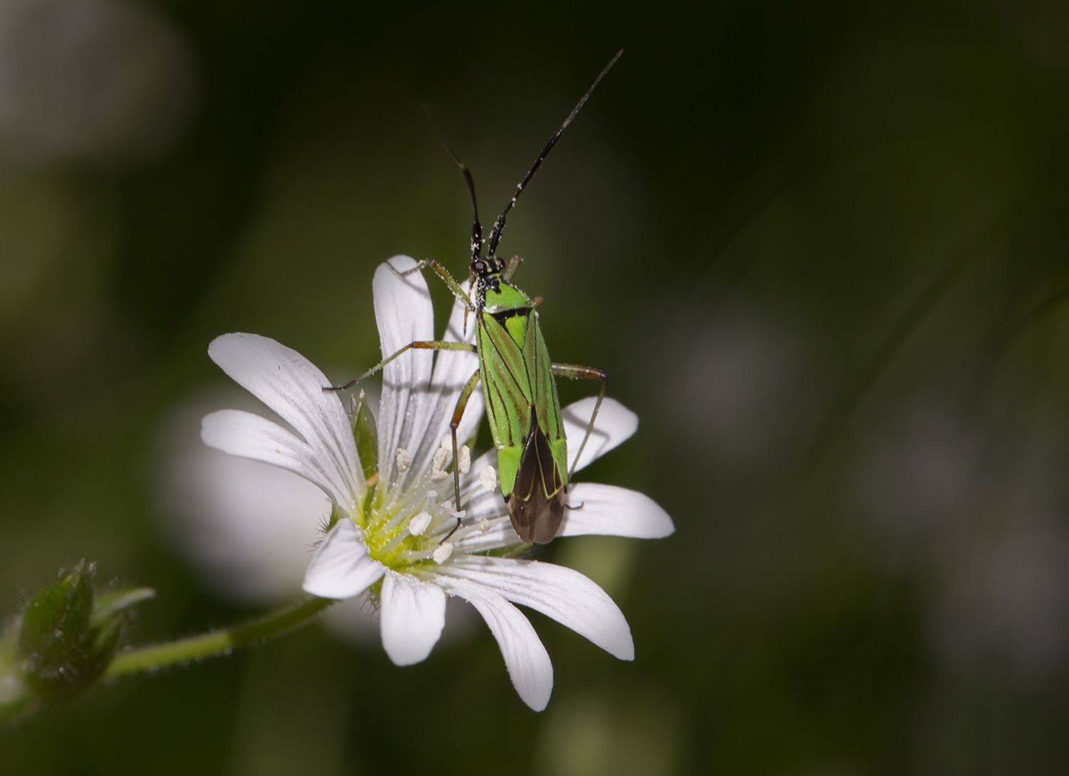 клоп зеленый лето июнь, Евгений Слободской