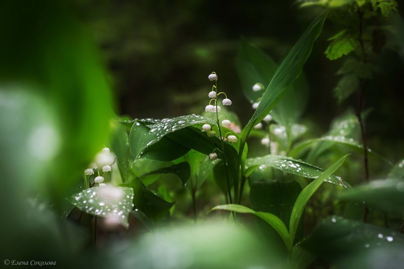 ландыш, весна, лес, цветок Ландышphoto preview