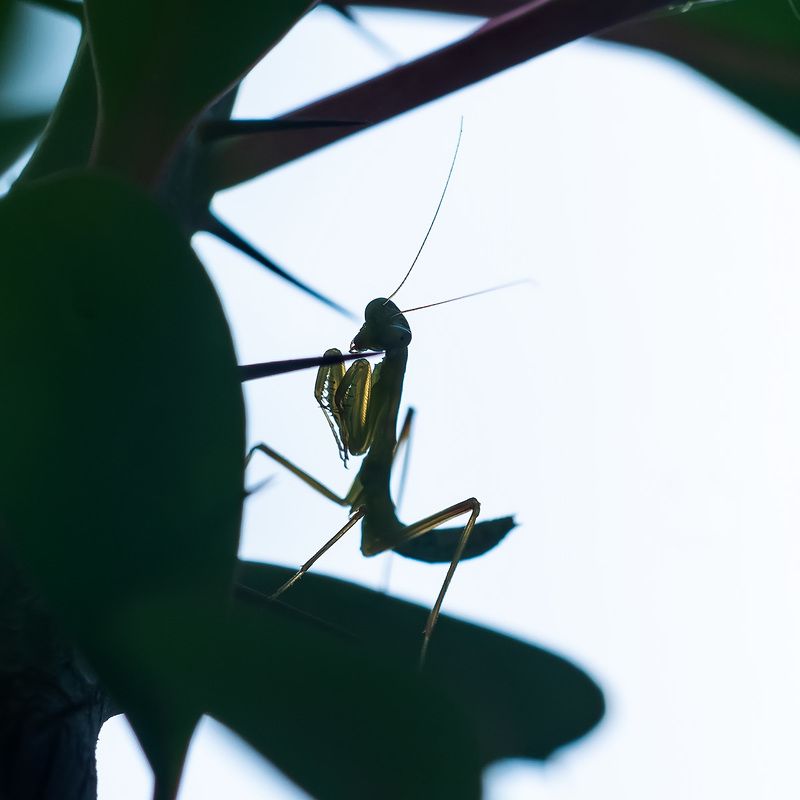 Утренняя молитва ...photo preview