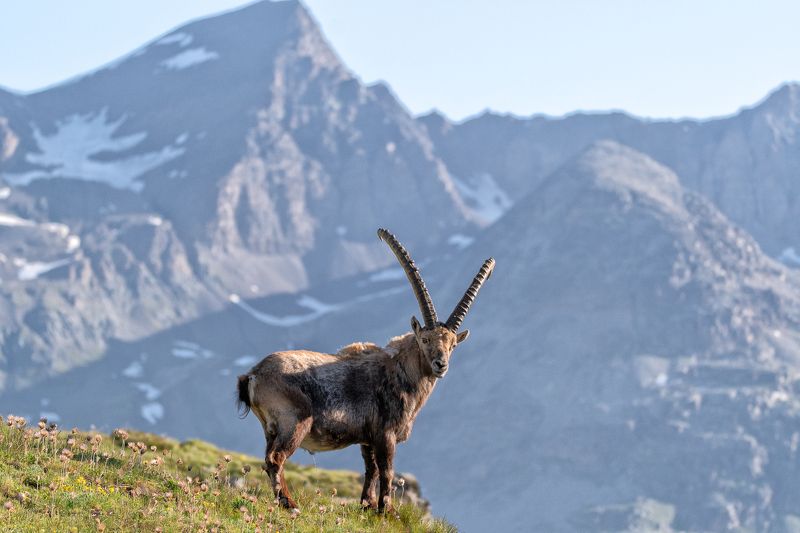 ibex; mammal; nature; animal; mountain; Male ibexphoto preview
