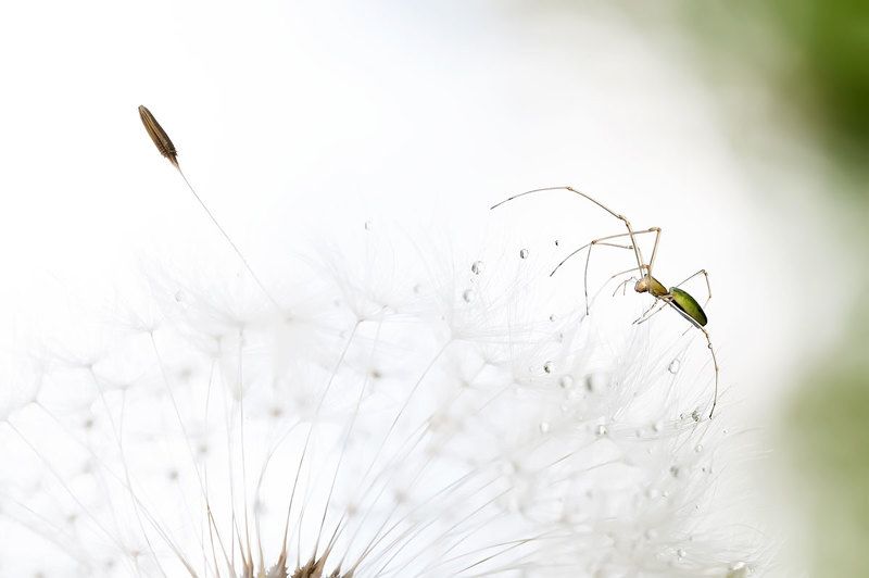 Игра на струнах маленьких арфphoto preview