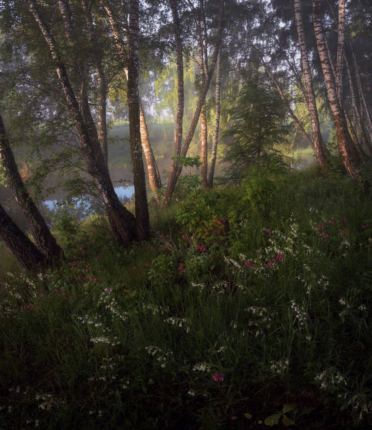 лес, свет, утро, природа, Баранов Олег