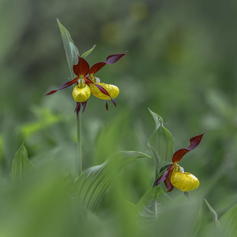 венерин башмачекphoto preview