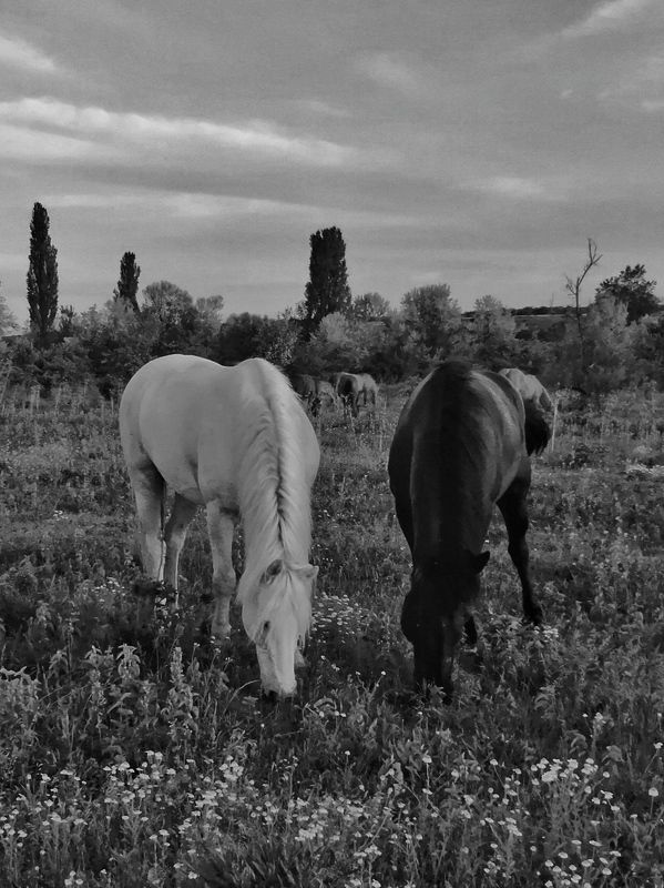 лошади, черно-белое, b&w, крым B&Wphoto preview