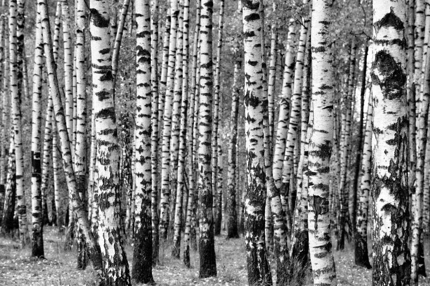 Берёзки-невесты. Автор: Александр Шандов , Александр Шандов