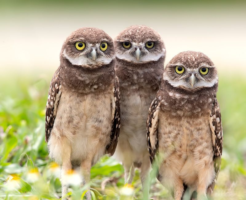 кроличий сыч, florida, burrowing owl, owl, флорида,сыч, хищгые птицы Сычики - Burrowing Owletphoto preview