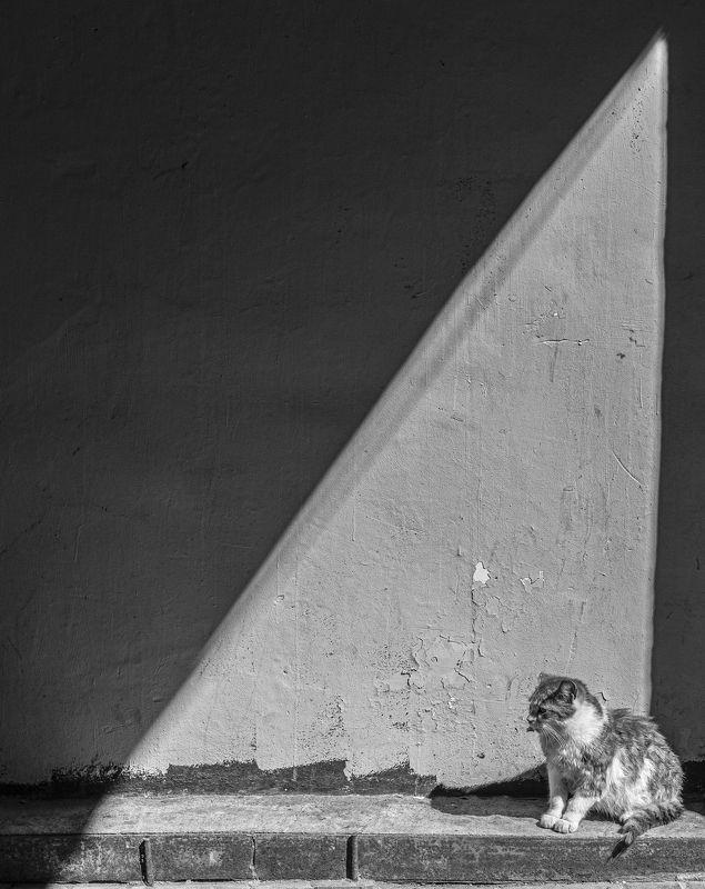 про кота, который пытался найти биссектрисуphoto preview