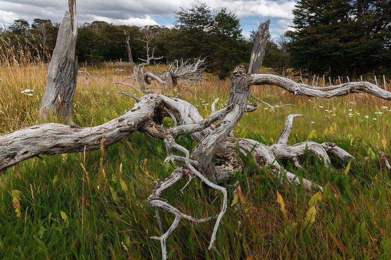 Осьминогphoto preview