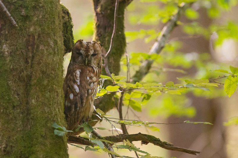 las.ptaki,sóweczka,sowa,puszczyk,dzika przyroda Puszczykphoto preview
