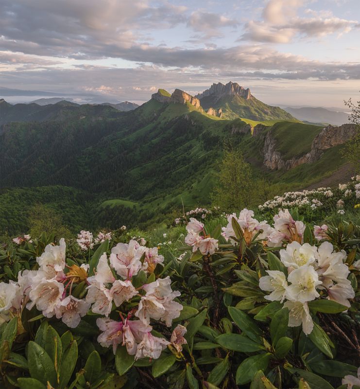 западный кавказ, тхач, асбестная, рассвет, рододендрон, лето Рассвет с видом на Тхачphoto preview