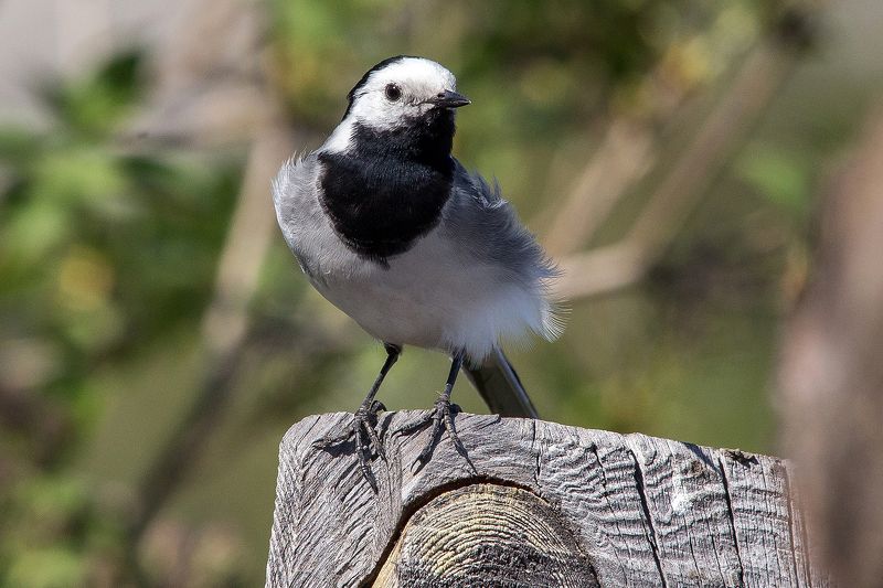 трясогузкаphoto preview
