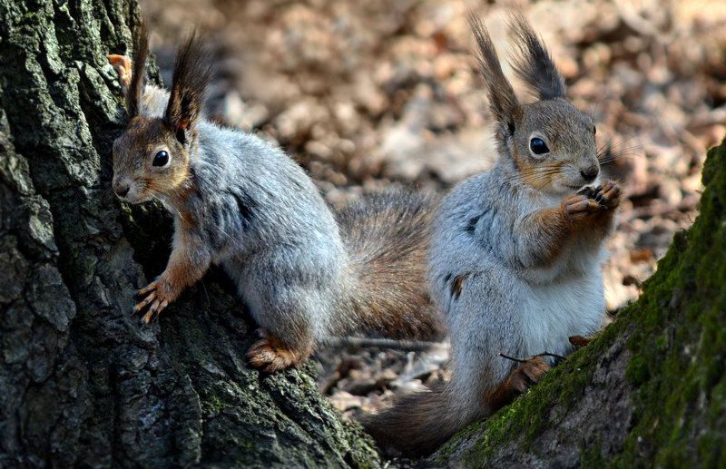 Пушистикиphoto preview
