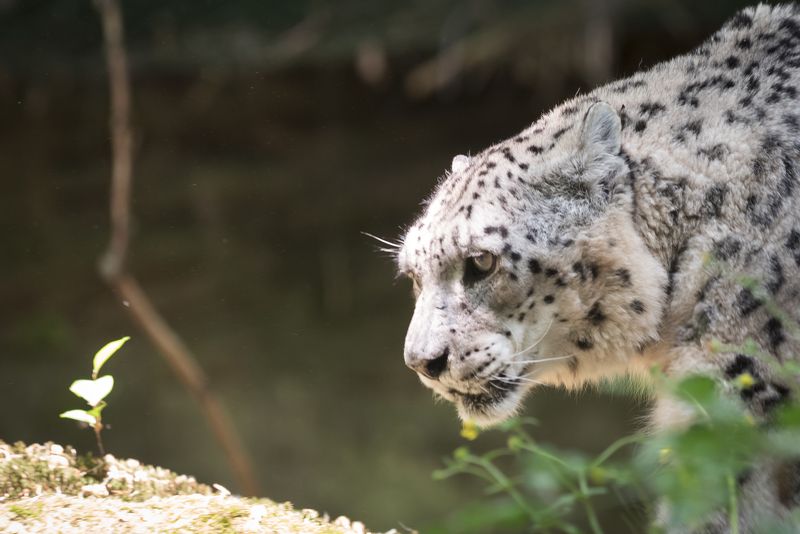Snow Leopardphoto preview