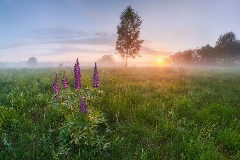 Родные просторыphoto preview