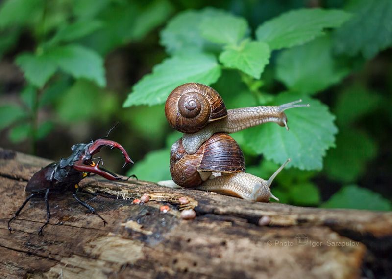 улитки, сказка, рогач, рога,  природа,  монстр, макро, крупный план, крупный жук, исполины, жук олень, гиганты, борьба, большой жук, белгород, архиерейская роща, lucanus cervus, live for the story, helix pomatia, canon photo, beetle Нас не догонят!photo preview