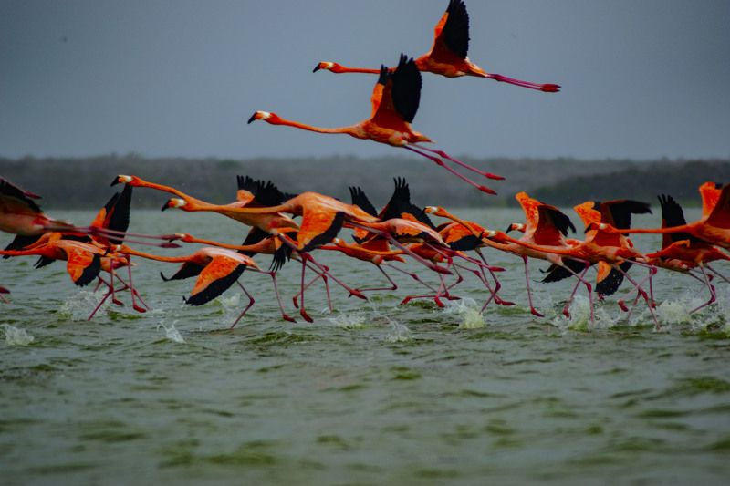 birds,colours, nature,water,landscape family of flamingosphoto preview