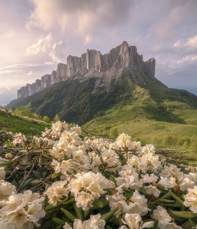 западный кавказ, большой тхач, рододендроны, лето, вечер Большой Тхачphoto preview