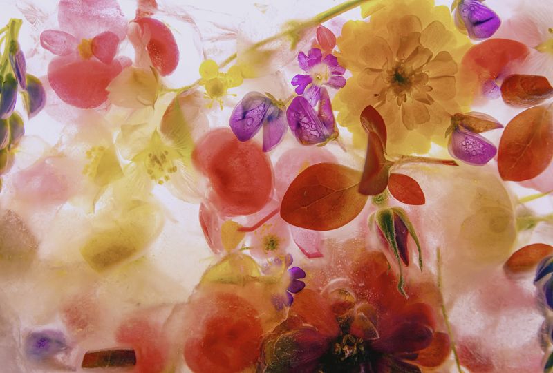 Flowersphoto preview