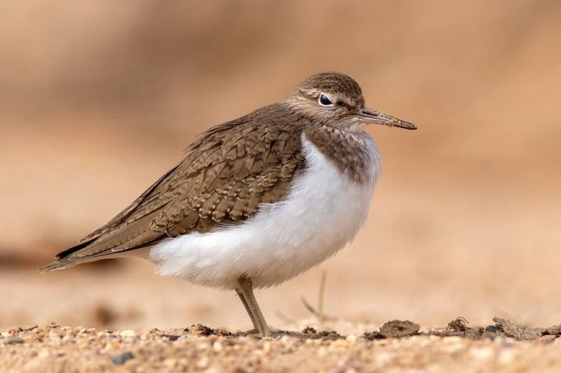 Кулик, перевозчик, птица, фотоохота, birds Перевозчикphoto preview