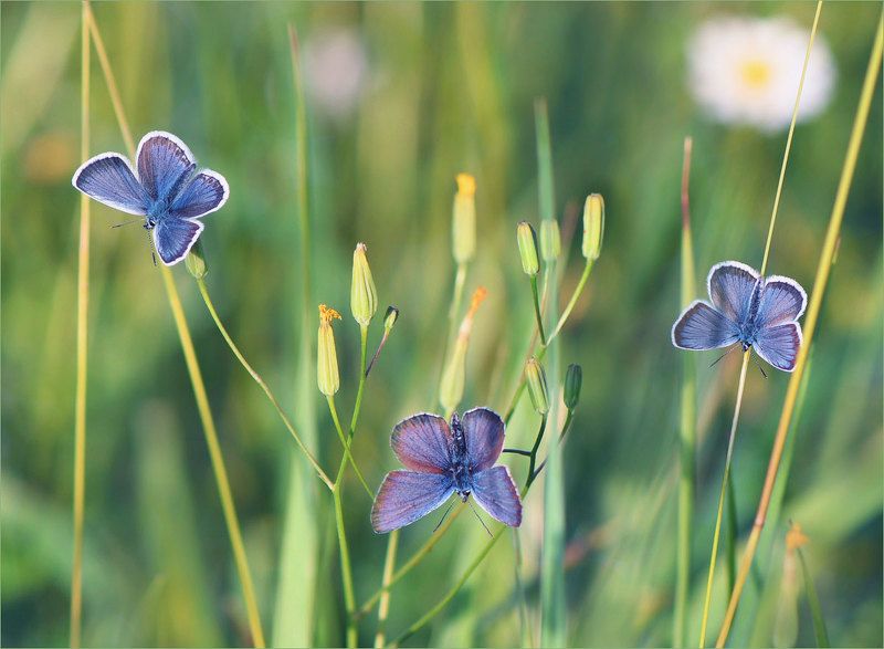 голубянки. Голубянки.photo preview