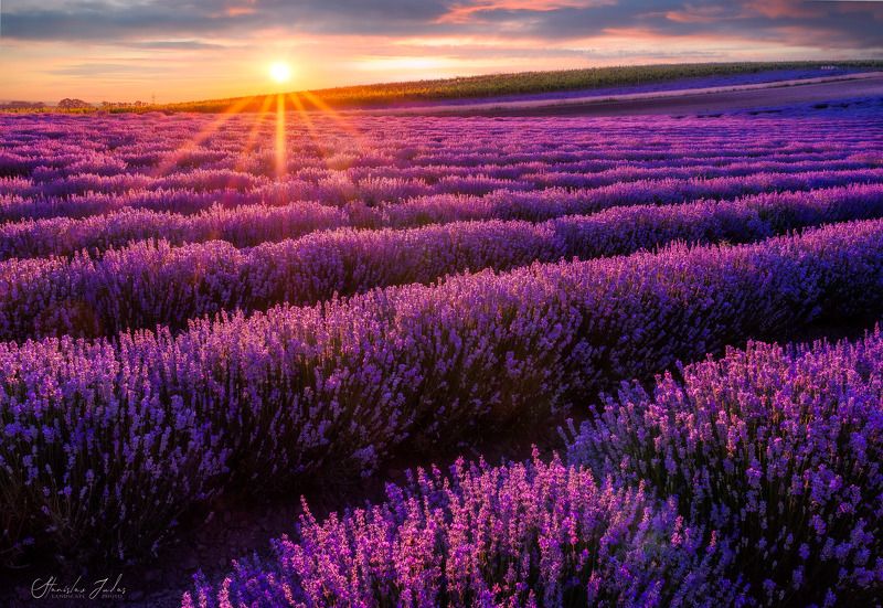 lavender, landscape, sunset, sun, color Lavender фото превью