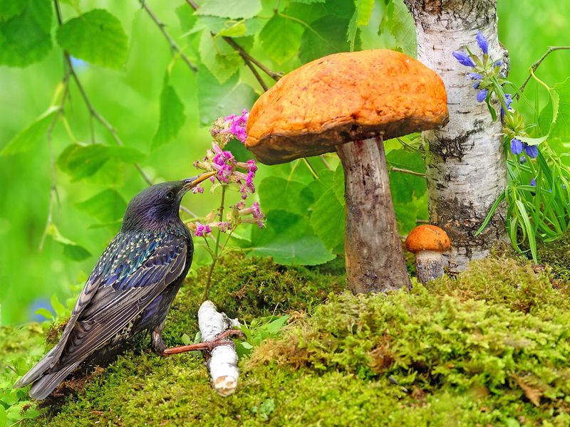 природа, фотоохота, скворец, птицы, животные, цветы, лето Первые грибыphoto preview