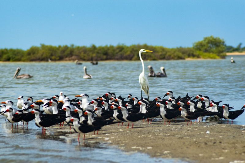 birds, colours, nature, landscape, colours family of birdsphoto preview