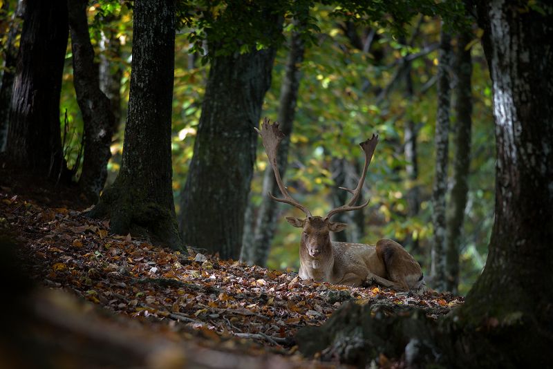 The sleepy Princephoto preview