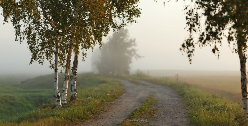 питер, пушкин, царскоесело, царское Свет берёз...photo preview