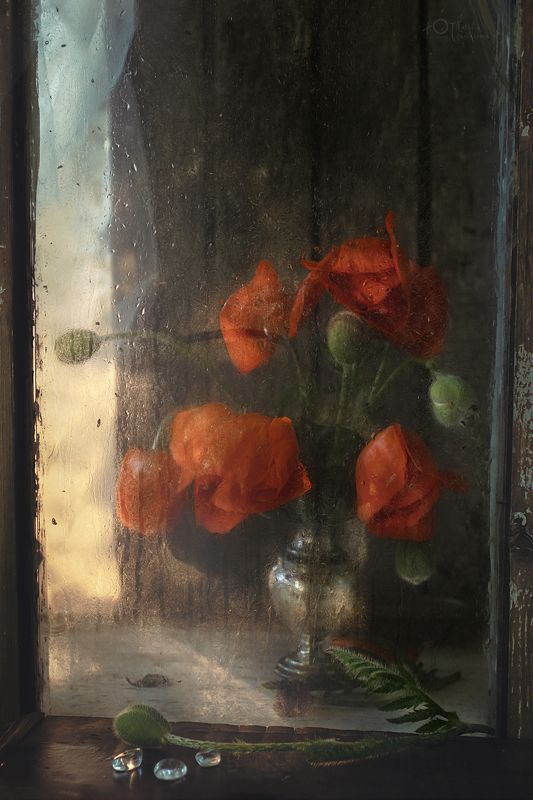 Алых бабочек развернутые крылья... фото превью