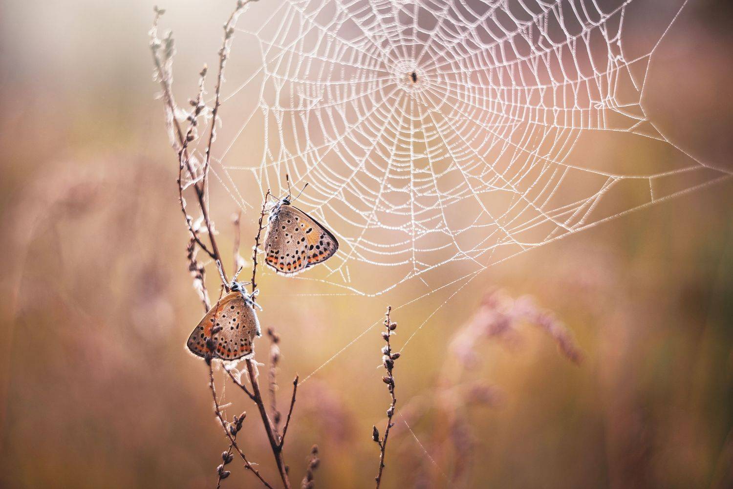 , Лапшина Владлена