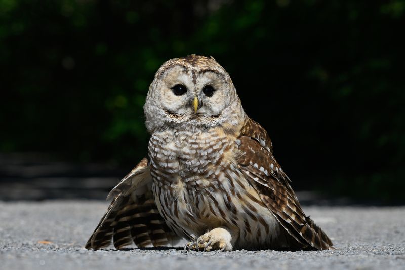 Suprisephoto preview