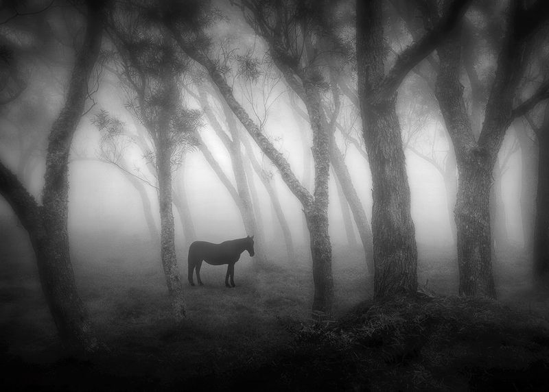 A Horse with no namephoto preview