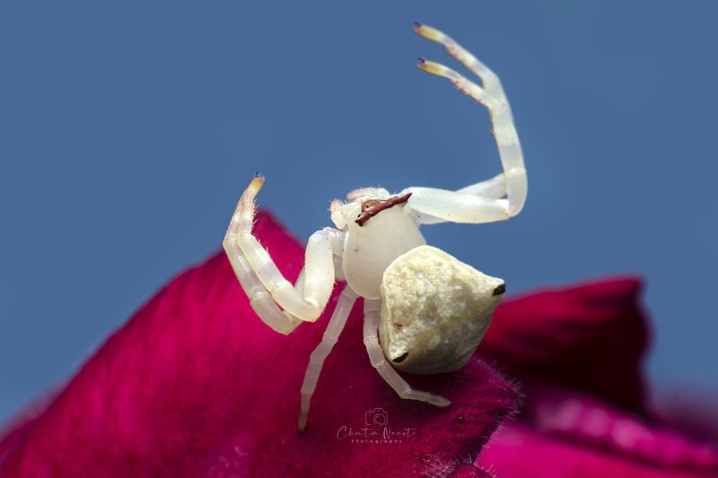 crab, spider, animal, nature, macro, focus, outside, outdoor, red, white, beauty, beautiful Crab spidersphoto preview