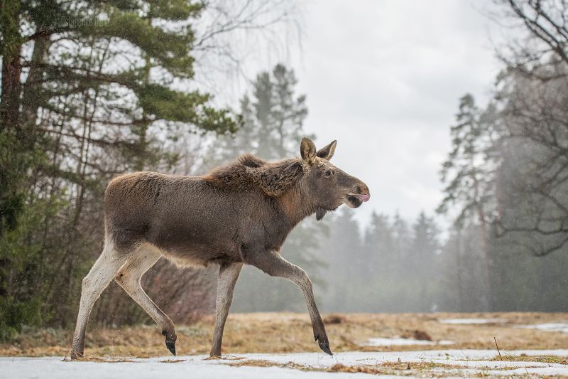 лось, лес Сохатыйphoto preview