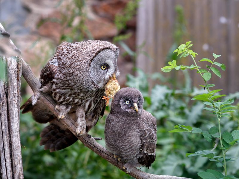 Мамочкаphoto preview