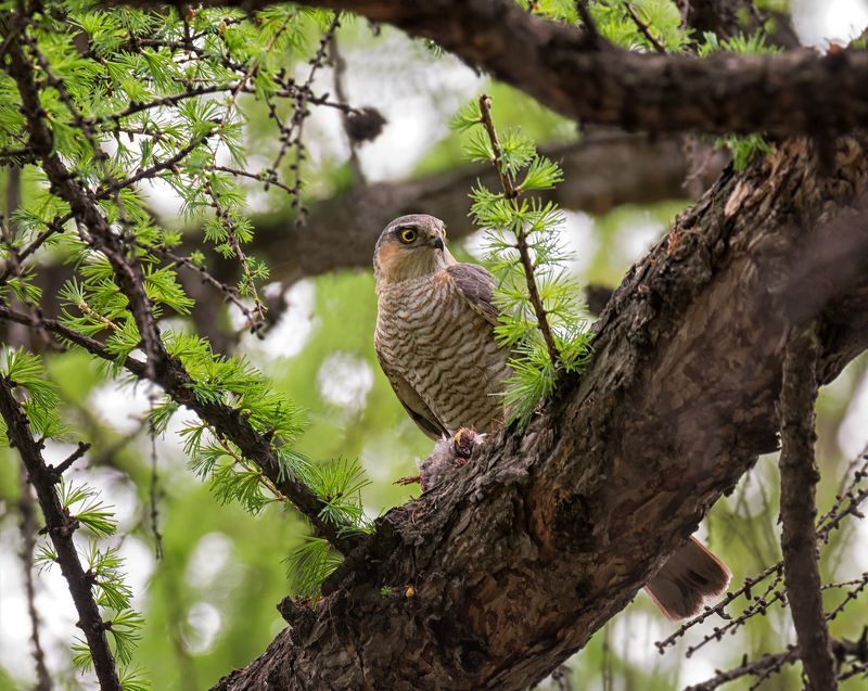 птица, ястреб перепелятник, добыча, охотник, перепелятник с добычей..photo preview
