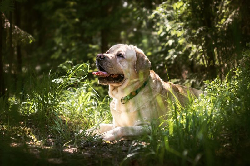 собака, лабрадор, лето, цветочный луг, лес Кристоферphoto preview