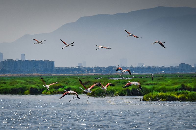 птицы, птица, мир птиц, река,.дельта реки, фламинго Фламингоphoto preview