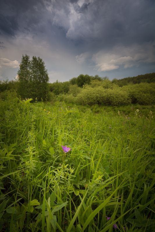 лето тучи гроза луг лес Перед грозойphoto preview
