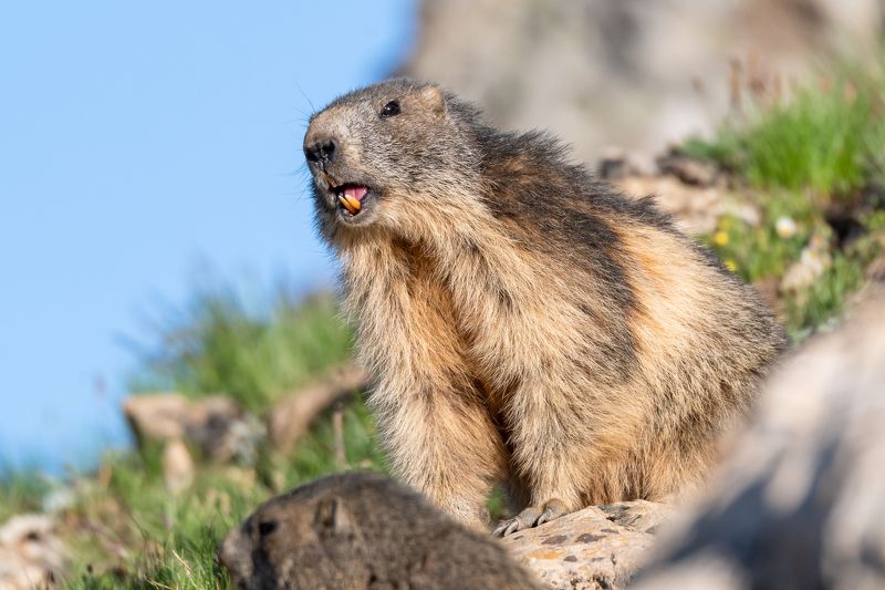 marmot; animal; mountain; mammal; nature Marmotphoto preview
